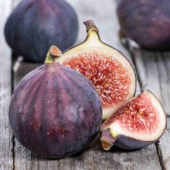 Tüplü Aromatik 208 Siyah İncir Fidanı