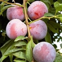Tüplü Aşılı Orta Erkenci Verimli Yarı Bodur Briton Japon Erik Fidanı