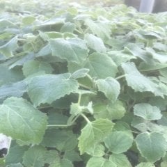 10 Adet Paulownia Fidesi Mini Boy Bedava Kargo