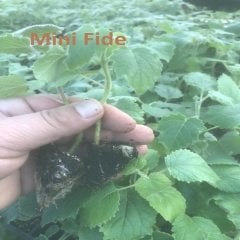 10 Adet Paulownia Fidesi Mini Boy Bedava Kargo