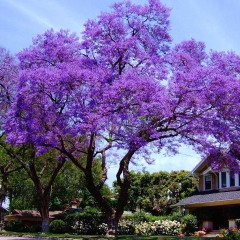 10 Adet Paulownia Fidesi Mini Boy Bedava Kargo