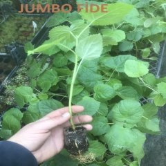 10 Adet Paulownia Jumbo Boy Bedava Kargo