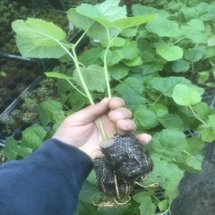 10 Adet Paulownia Jumbo Boy Bedava Kargo
