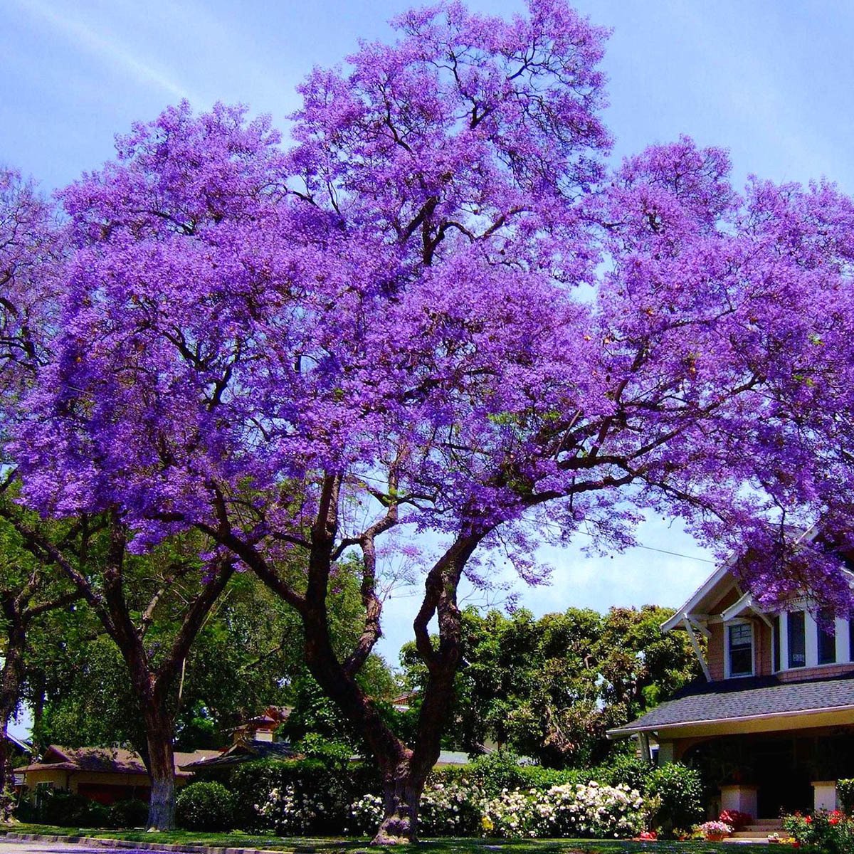 10 Adet Paulownia Jumbo Boy Bedava Kargo