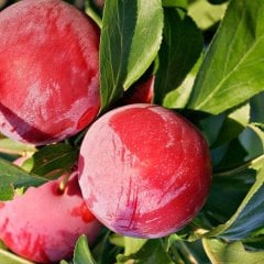 Tüplü Aşılı Geçci Çok İri Yarı Bodur Autumn Giant Japon Erik Fidanı