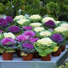 Karışık Renk Süs Lahanası Fidesi (5 adet)