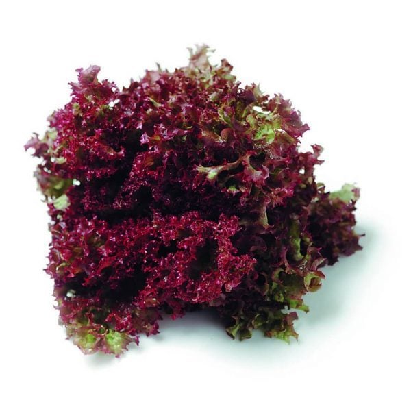 Kırmızı Marul Fidesi (5 adet)