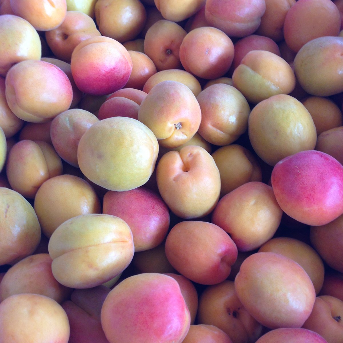 Tüplü Aşılı Yüksek Verimli Yarı Bodur Çağataybey Kayısı Fidanı