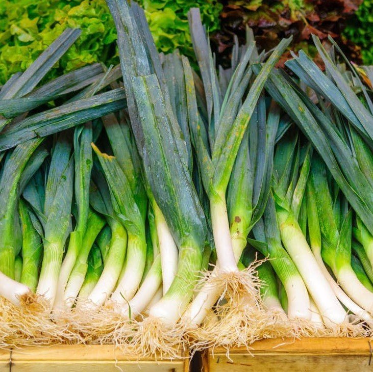 Pırasa Fidesi (5 Adet)