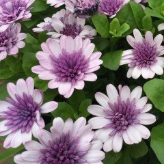 İri Çiçekli Erato Double Rose Bodrum Papatyası Çiçeği Fidesi (3 adet)