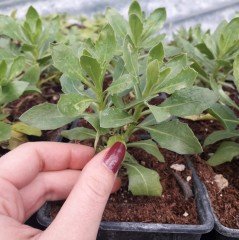 Erato Double Sarı Katmerli Bodrum Papatyası Çiçeği Fidesi (3 adet)