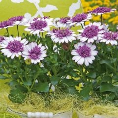 Erato Double White Blush Lila Bodrum Papatyası Fidesi (3 adet)