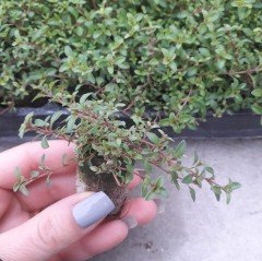 Thymus praecox ‘Purple Beauty’ Cüce Kekik Fidesi (2 adet)