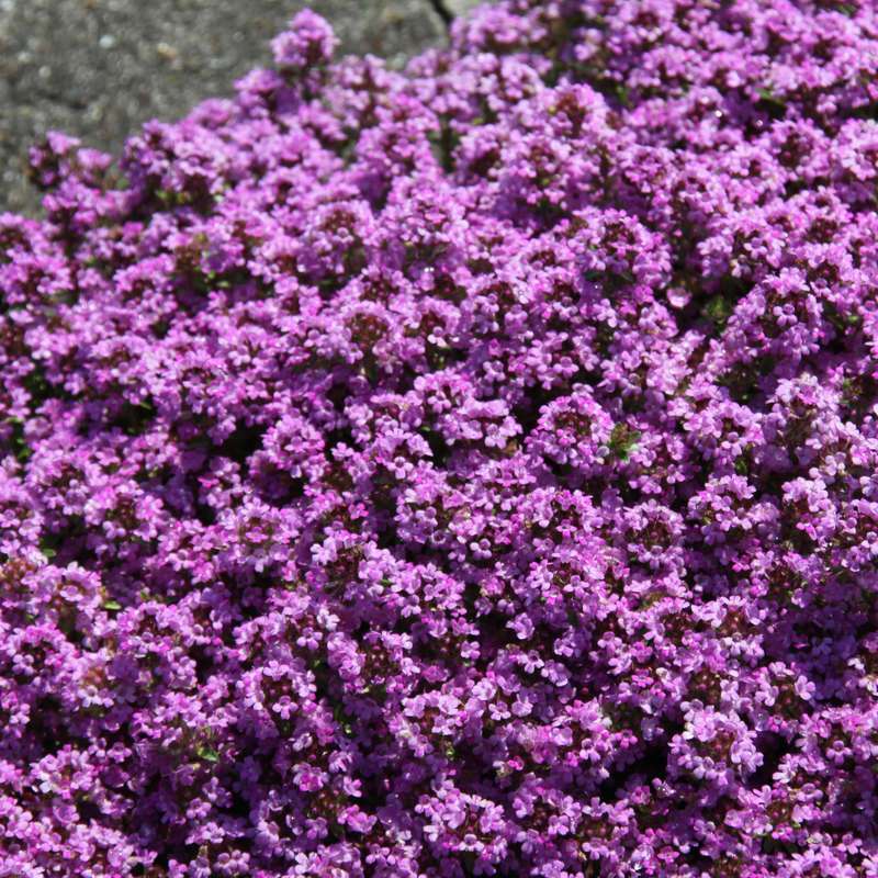 Thymus praecox ‘Purple Beauty’ Cüce Kekik Fidesi (2 adet)