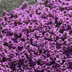 Thymus praecox ‘Purple Beauty’ Cüce Kekik Fidesi (2 adet)