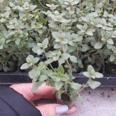 Bodur Thymus Citriodorus Limone Kekik Fidesi (3 adet)