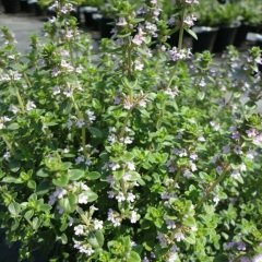 Bodur Thymus Citriodorus Limone Kekik Fidesi (3 adet)
