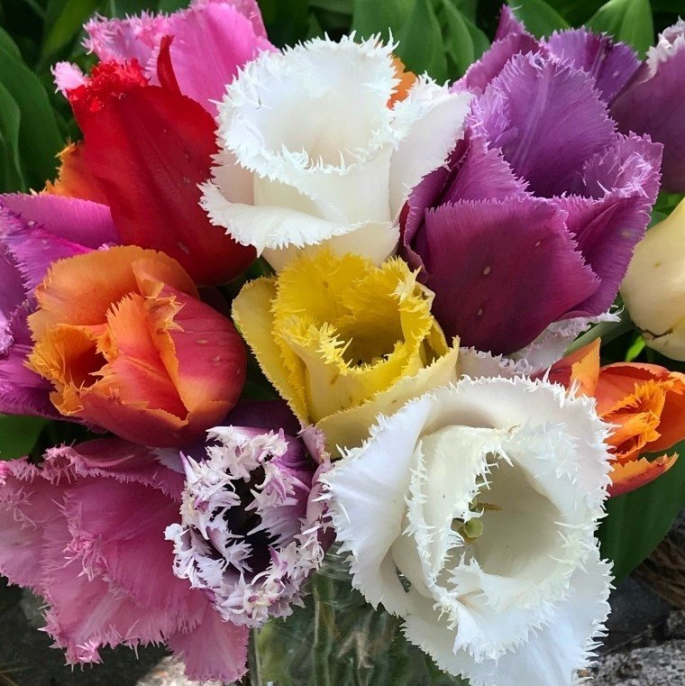 Mix Fırfırlı Lale Soğanı (100 Adet)