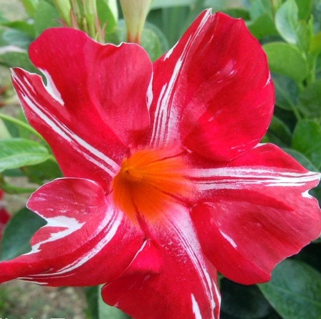 Tüplü Stars And Stripes Çizgili Mandevilla Çiçeği Fidanı