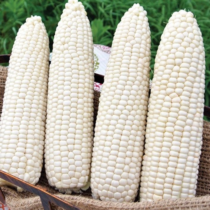 Ata Tohumları Geleneksel Hickory King White Beyaz Süt Mısırı Tohumu(5 tohum)