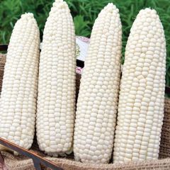 Ata Tohumları Geleneksel Hickory King White Beyaz Süt Mısırı Tohumu(5 tohum)