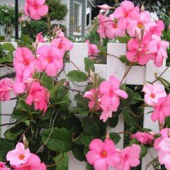 Tüplü Pembe Renkli Mandevilla Çiçeği Fidanı