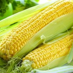 Ata Tohumları Geleneksel Haşlamalık Süt Mısırı Tohumu (20 tohum)