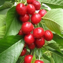 Tüplü Aşılı Erkenci Bol Verimli Aromatik Vista Kiraz Fidanı