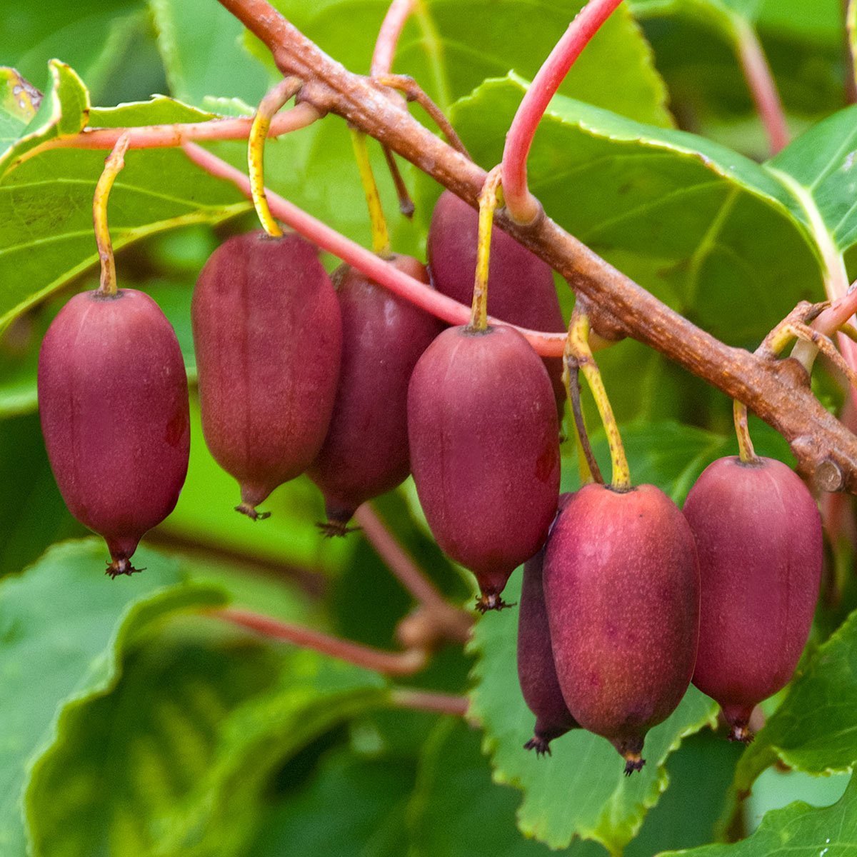 Tüplü Nadir Çeşit Actinidia Arguta Ken's Red Kırmızı Kivi Fidanı