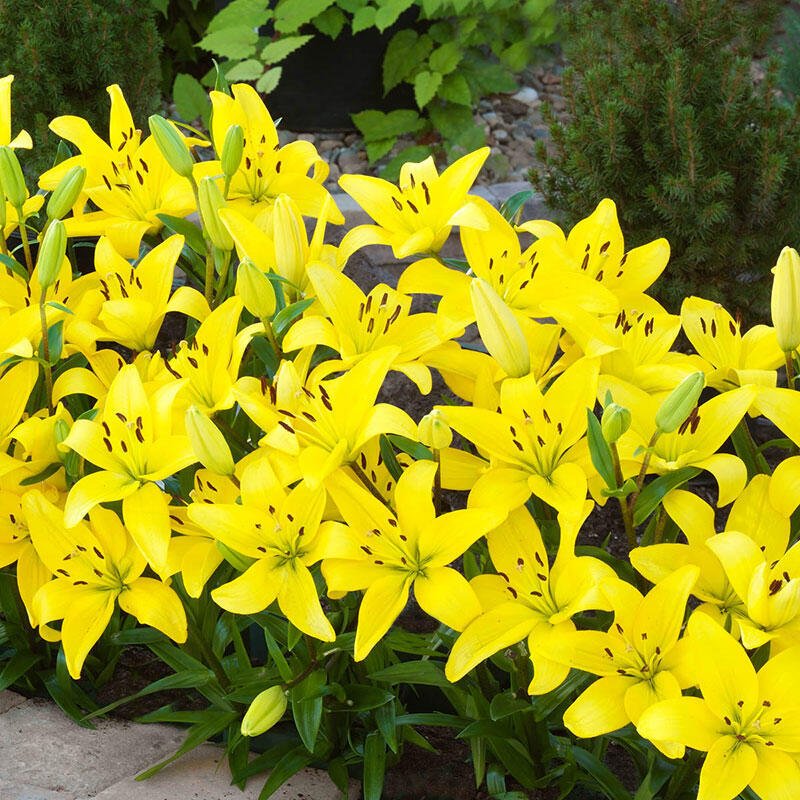 Yellow Diamond Sarı Güneş Zambak Soğanı (2 adet)