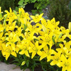 Yellow Diamond Sarı Güneş Zambak Soğanı (2 adet)