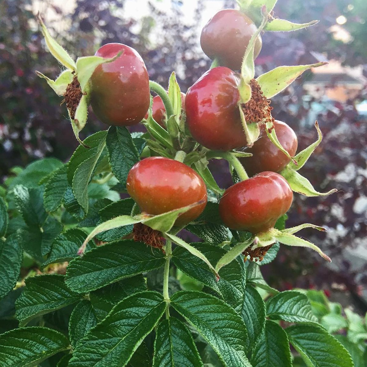 Tüplü Salkım Dikensiz Kuşburnu Fidanı
