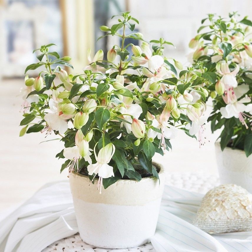 Nadir Fuchsita Polar Saksılık Beyaz Küpeli Çiçeği Fidesi (1 Adet fide)