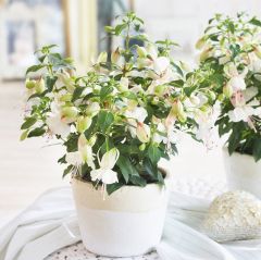 Nadir Fuchsita Polar Saksılık Beyaz Küpeli Çiçeği Fidesi (1 Adet fide)