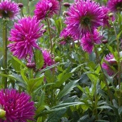 İri Çiçekli Galaxie Dahlia Yıldız Çiçeği Yumrusu (1 adet )