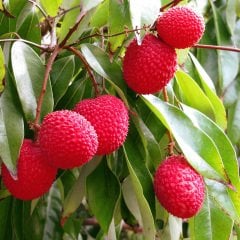 Tüplü Nadir Bulunan Liçi (Lychee) Fidanı