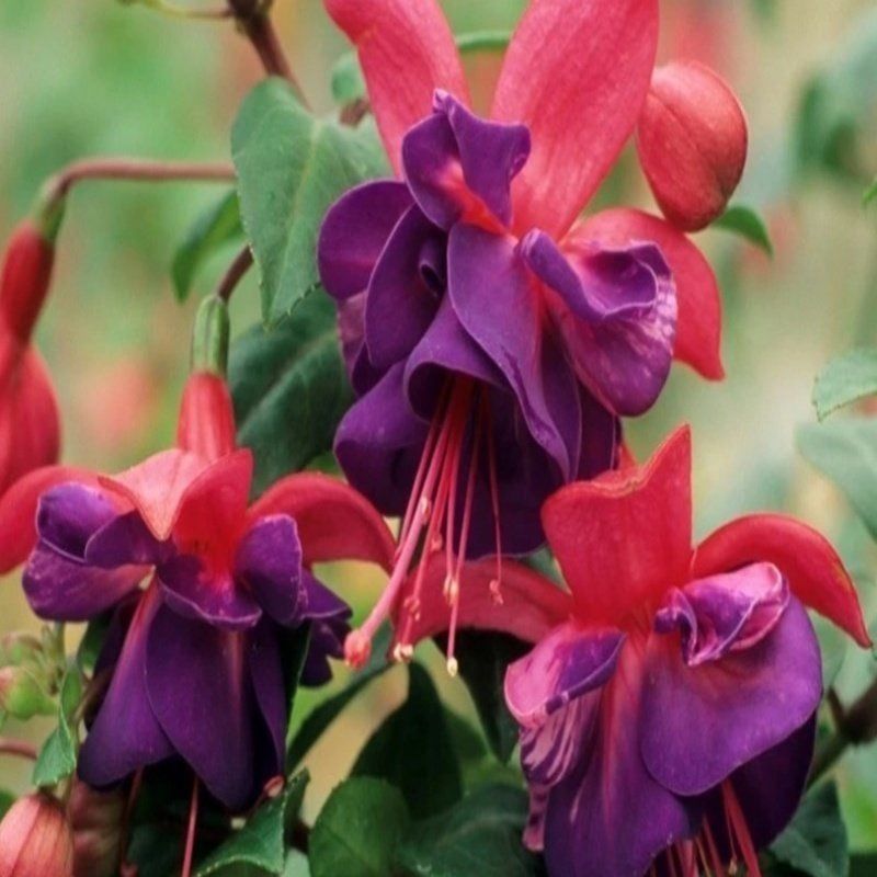 Nadir İri Çiçekli General Monk Red Blue Küpe Çiçeği Fidesi (1 adet)