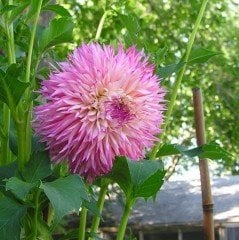Çiçekli Alauna Atalante Dahlia Yıldız Çiçeği Yumrusu (1 adet )