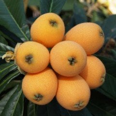 Tüplü Aşılı Çukurgöbek Malta Eriği (Yeni Dünya) Fidanı