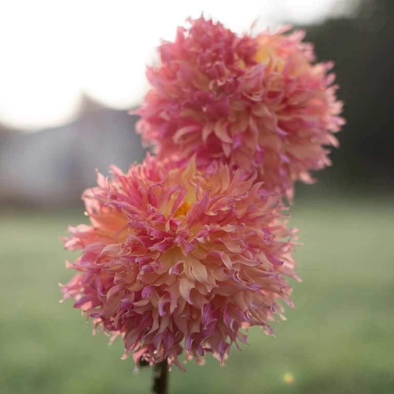 İri Çiçekli Myrtle's Folly Dahlia Yıldız Çiçeği Yumrusu (1 adet )