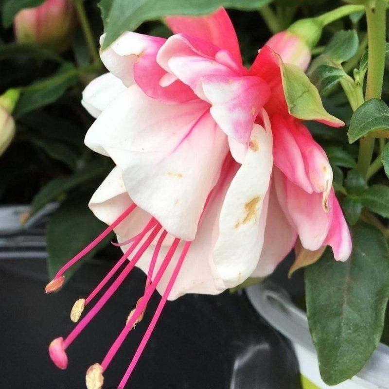 Nadir XXL Çiçekli Katmerli Leonita Double Red White Küpe Çiçeği Fidesi (1 adet)