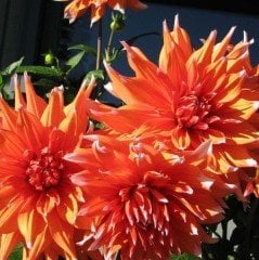 İri Çiçekli Color Spectacle Dahlia Yıldız Çiçeği Yumrusu (1 adet )