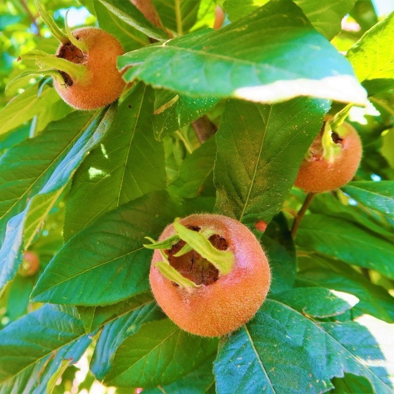 Tüplü Jumbo Döngel Muşmula Fidanı