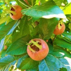 Tüplü Jumbo Döngel Muşmula Fidanı