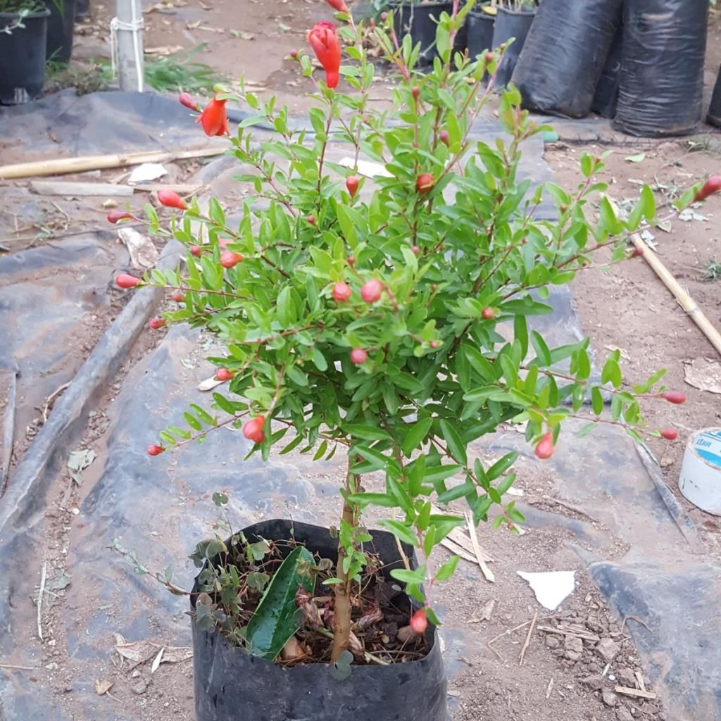 Tüplü Bonsaiye Uygun Cüce Süs Narı Fidanı
