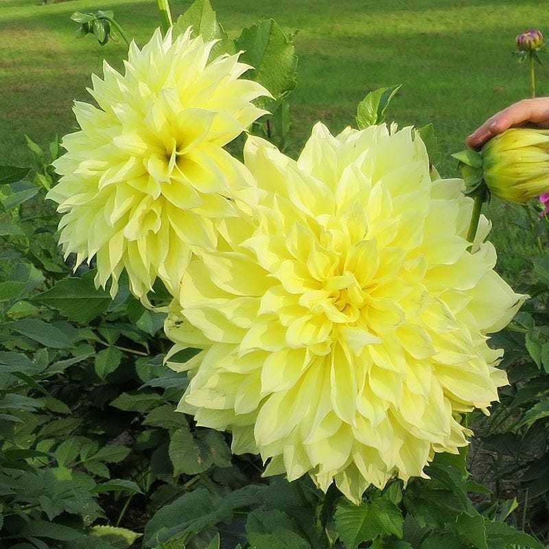 İri Çiçekli Sarı Renkte Kelvin Floodlight Dahlia Yıldız Çiçeği Yumrusu (1 adet )