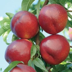 Tüplü Aşılı Geçci Yüksek Verimli Venüs Nektarin Fidanı