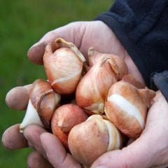 İthal Berini Turuncu  Lale Soğanı  (4 Soğan)