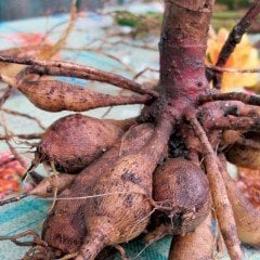 Peonies Festiva Katmerli Red Şakayık Çiçeği Yumrusu-Rizomu(1 Adet)
