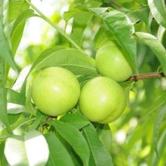 Tüplü Meyve Verme Yaşında Beyaz Nektarin Fidanı (4-5 yaş) 200-300 cm